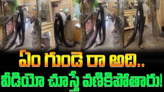 ఏం గుండె రా అదివీడియో చూస్తే వణికిపోతారు  large pythons snakes  in the room viral  FBTV NEWS [upl. by Timmi765]