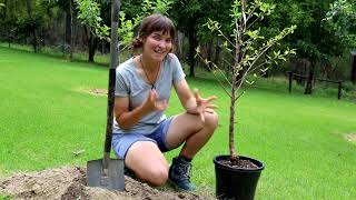 PlantNet  How to plant potted fruit trees [upl. by Lekar976]