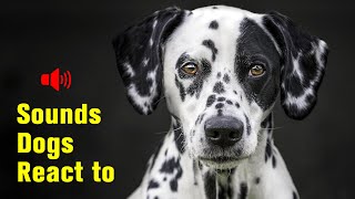 5 Sounds Dogs React to  Try not to laugh [upl. by Pirnot]