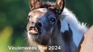 Veulenweek Punktur – mei 2024 [upl. by Eniarrol296]