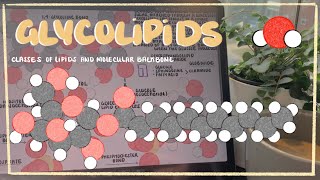 Characteristics of Glycolipids Glyceroglycolipids Glycosphingolipids amp More [upl. by Lissie560]