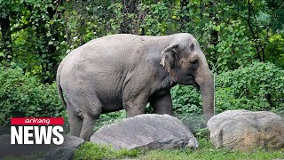 After being denied personhood Happy the elephant to stay at Bronx Zoo [upl. by Lobiv]