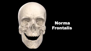 Norma Frontalis Anatomy mbbs bds education [upl. by Enovi737]