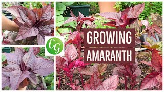 Grow Your Own Superfood The Ultimate Guide to Red Amaranth Amaranthus [upl. by Eiramrebma]