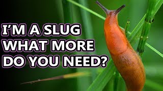 Slug Facts the Land GASTROPOD  Animal Fact Files [upl. by Alyks]