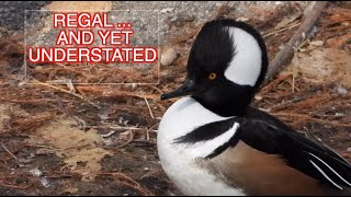 Hooded Merganser Males NARRATED [upl. by Ddahc]