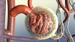 How Your Kidneys Work [upl. by Amend]