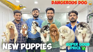 Super Good Puppies 🐶 Cheapest Price Pet Shop  Pure Breed Dogs  Hyderabad [upl. by Saito678]