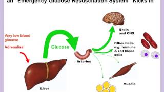 glucose homeostasis part 5 [upl. by Zinn926]