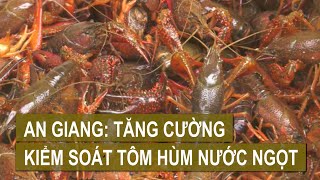 An Giang Tăng cường kiểm soát tôm hùm nước ngọt  BẢN TIN NÔNG NGHIỆP 0672024 [upl. by Philander]