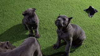 F2 Kira x Louie Cane Corso Puppies [upl. by Adnek]