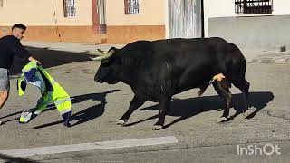 Encierro de Villaseca con novillos de Montealto 6 de Septiembre 2024 [upl. by Yseulte]