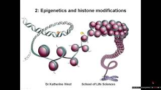 Introduction to epigenetics and histone modifications [upl. by Ahkos]