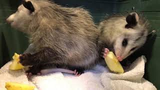 Opossums eating apples [upl. by Asiral780]