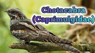 El Misterioso Chotacabras Aves Nocturnas con Camuflaje Perfecto [upl. by Thorin]