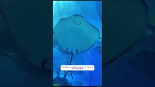 Ocean Rays Mysterious Fishshorts viralvideo Ocean RaysOcean Rays Habitat whale ocean [upl. by Akienaj]