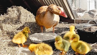 My Goose Just Hatched Five Goslings [upl. by Bull]