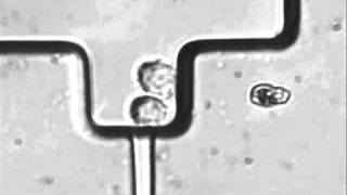 A fast and simple method to fabricate circular microchannels in polydimethylsiloxane PDMS [upl. by Mloclam]