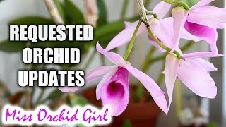 Requested Orchid Updates  Dendrobium anosmum Lycaste Cymbidiums and more [upl. by Weibel497]