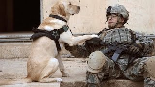 Dogs Welcoming Soldiers Home Part 3 2014 NEW HD [upl. by Enowtna914]