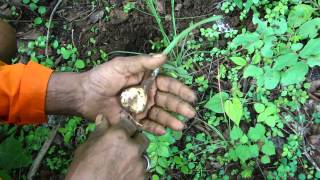 Boiled Jangli Piaz as Promising Immune Booster  Pankaj Oudhias Ethnobotanical Surveys1828 [upl. by Lydell]