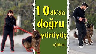 KÖPEKLER’DE ÇEKİŞTİRMEDEN DOĞRU YÜRÜYÜŞ EĞİTİMİ 🐕‍🦺 [upl. by Natek]