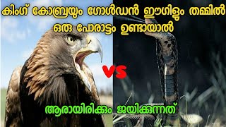 King cobra vs Golden eagle who will win  കിംഗ് കോബ്രയും ഗോൾഡൻ ഈഗിളും തമ്മിൽ ഒരു പോരാട്ടം ഉണ്ടായാൽ [upl. by Ylrahc]