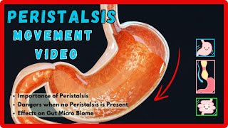 WHAT WILL HAPPEN IF PERISTALSIS ACTION IN DIGESTION STOPS [upl. by Eirhtug20]