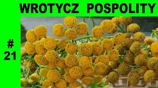 Wrotycz pospolity  oczyszczenie organizmu naturalny odstraszacz gryzoni owadów i robactwa 21 [upl. by Akined]