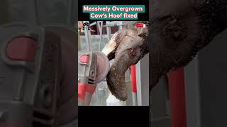 Massively Overgrown Cow’s Hoof fixed tiktok fyp viral cow hoof hoofcare hoofpicking [upl. by Ednyl394]