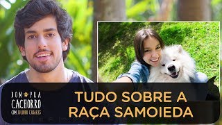 TUDO SOBRE A RAÇA SAMOIEDA  BOM PRA CACHORRO [upl. by Ssecnirp254]