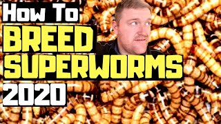 HOW TO TO BREED SUPERWORMS  MORIO WORMS THE BEST WAY [upl. by Oicanata]