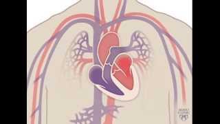 The Heart and Circulatory System  How They Work [upl. by Namyw]