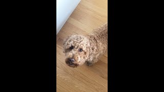 Mini Poodle BARKING I want YOUR breakfast human not mine shorts [upl. by Nodla]