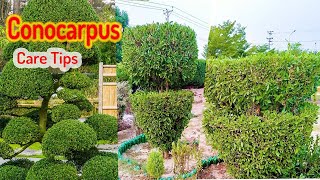 How to grow and care conocarpus  All gardening information [upl. by Esele]