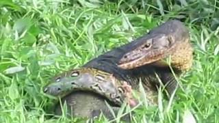 Monitor Lizard vs python by HowSung Lee [upl. by Enytsirhc]