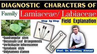 Family Labiateae Diagnostic Characters  Family Lamiaceae  Family Labiateae  Info Biodiversity [upl. by Eynaffit]