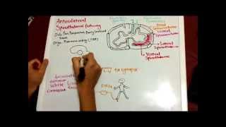 Anterolateral Spinothalamic Pathway [upl. by Malley]