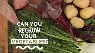 How To Regrow Vegetables From Scraps [upl. by Miller979]