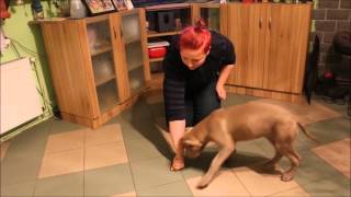 Aruscha Werki Bandog Kennels [upl. by Schonfeld]