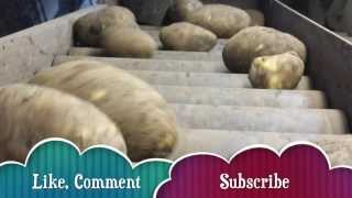 Potato Riddling amp Bagging HD 1080p [upl. by Drusi497]