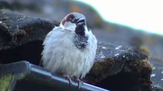 GRÅSPARV House Sparrow Passer domesticus Klipp  457 [upl. by Bilbe865]