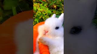 New viral effect shortsvideo viral shorts cute shortvideos cuteanimal trendingforyou [upl. by Esorrebma458]