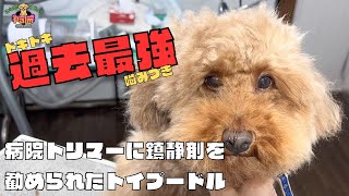 噛み犬トリミング過去一の激闘！初来店のトイプードル [upl. by Anitsuj]