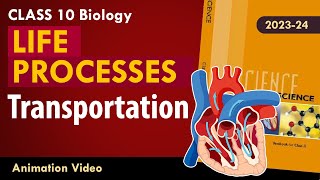 Life process class 10 Animated video  10th BIOLOGY  ncert science  Chapter 7 transportation [upl. by Aicul381]