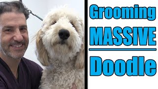 Grooming A Large Goldendoodle  Professional Tips [upl. by Ellenod73]