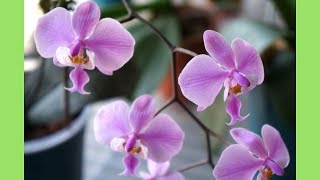 蘭花  原生種蝴蝶蘭西蕾利盛開  蘭花種植  Phalaenopsis Schilleriana in Full Bloom [upl. by Constanta174]