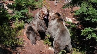 GRIZZLY BEAR FIGHT  Vlogging Vancity 2 [upl. by Alik30]