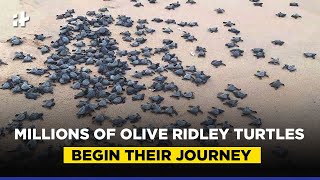 Over 148 Crore Olive Ridley Turtles Hatch At Gahirmatha Beach In Odisha [upl. by Enitselec]