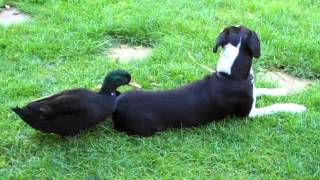 Dog being pecked by duck [upl. by Lauree]